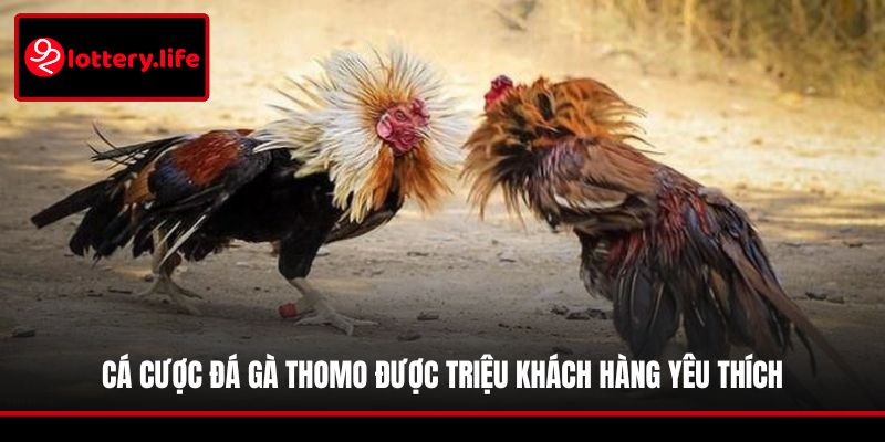 Cá cược đá gà Thomo được triệu khách hàng yêu thích