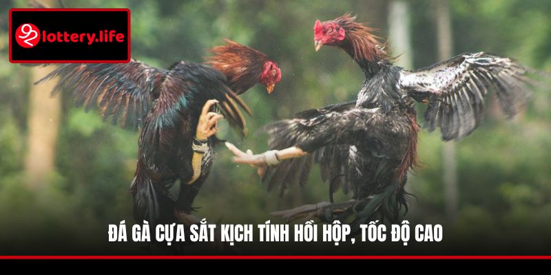 Đá gà cựa sắt kịch tính hồi hộp, tốc độ cao