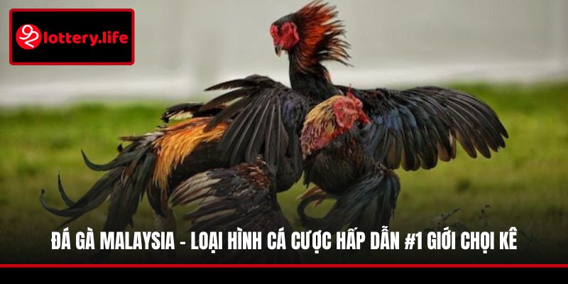 Đá Gà Malaysia