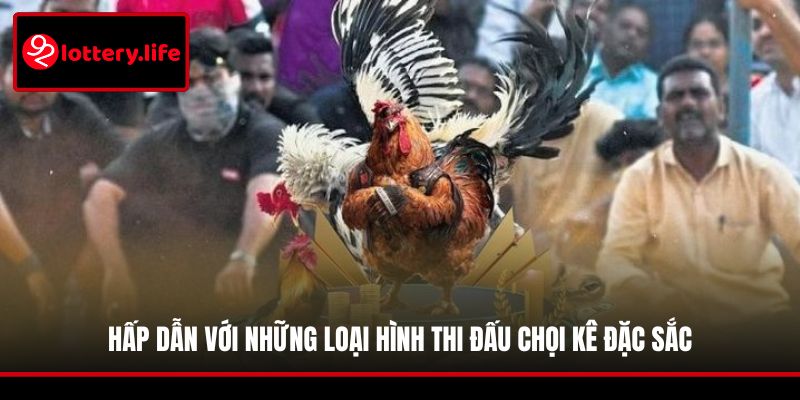 Hấp dẫn với những loại hình thi đấu chọi kê đặc sắc